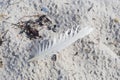 White feather on beach Royalty Free Stock Photo