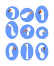 White feather bird collection vector isolated. Goose head, seagull symbol, swan portrait, stork, duck, ostrich sign, gull.