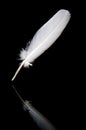 White feather on black