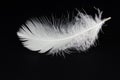 White feather