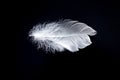 White feather on a black background Royalty Free Stock Photo