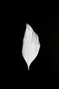 White feather on black background Royalty Free Stock Photo