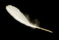 A white feather frame on a black background Royalty Free Stock Photo