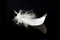 White feather close up Royalty Free Stock Photo