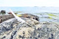 White feather on a coastal rock