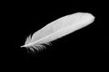 White feather covered with drops of water, rain on a black background. Royalty Free Stock Photo