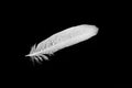 White feather covered with drops of water, rain on a black background.