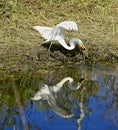 White crane bird Everglades swamp Florida Royalty Free Stock Photo