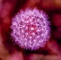 White feather dandelion seeds ready for dispersal Royalty Free Stock Photo