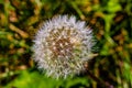 White feather dandelion seeds ready for dispersal Royalty Free Stock Photo