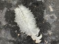White Feather on Dark Asphalt Royalty Free Stock Photo