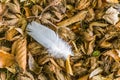 White feather on dry leaves on a fall day Royalty Free Stock Photo