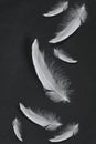 White feather falling