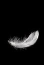 White feather falling on black background Royalty Free Stock Photo