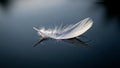 White Feather Floating on Dark Water Royalty Free Stock Photo