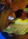 WHITE FEATHER FLOATING ON WATER WITH FALLEN AUTUMN LEAVES Royalty Free Stock Photo