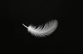 White feather floats effortlessly against dark background. Lightweight, delicate looks like soft down feather single bird