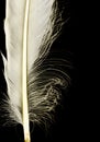 A white feather frame on a black background Royalty Free Stock Photo