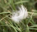 White feather in the grass Royalty Free Stock Photo