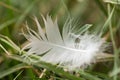 White feather in the grass Royalty Free Stock Photo