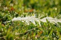 White feather on grass and the water droplets with Bokeh background effect Royalty Free Stock Photo