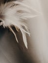 White feather with gray background grey white black Backpack ,beautiful
