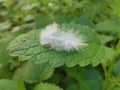 White feather on green leaf