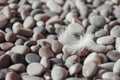 White feather on a grey and black pebble stones. Opposites, Har Royalty Free Stock Photo