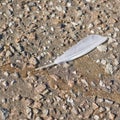 White feather on the ground Royalty Free Stock Photo