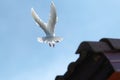 White feather homing pigeon bird approaching for landing to home Royalty Free Stock Photo