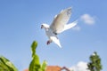 White feather homing pigeon bird flying against beautiful blue sky Royalty Free Stock Photo