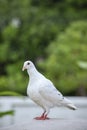 White feather of homing pigeon bird on loft roof