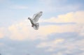 White feather homing pigeon flying mid air against beautiful blu