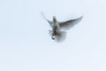 White feather homing pigeon flying over sky Royalty Free Stock Photo