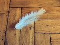 White feather on the honey parquetry