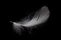 White Feather Isoalated on Black Background. Swan Faether Falling.