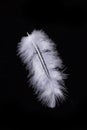 White feather isolated on a black background Royalty Free Stock Photo