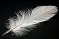 White feather isolated on black background Royalty Free Stock Photo
