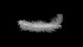 White feather isolated on black background Royalty Free Stock Photo