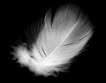 White feather isolated on black background Royalty Free Stock Photo