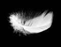 White feather isolated on black background Royalty Free Stock Photo