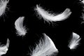 White feather isolated on a black background Royalty Free Stock Photo