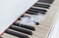 Feather on the keys of an old piano