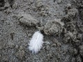 White feather laying on a sandy beach Royalty Free Stock Photo