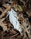 A white feather macro on forest floor surrounded by dead brown leaves Royalty Free Stock Photo