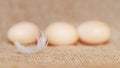 White feather near chicken eggs on burlap Royalty Free Stock Photo