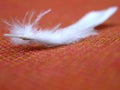 White feather and orange fabric