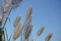 White feather pampas grass on blue sky background Royalty Free Stock Photo