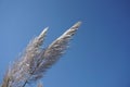 White feather pampas grass on blue sky background Royalty Free Stock Photo