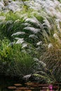 WHITE FEATHER PAMPAS GRASS PLUMES RELAXING POND TOBAGO NATURE Royalty Free Stock Photo